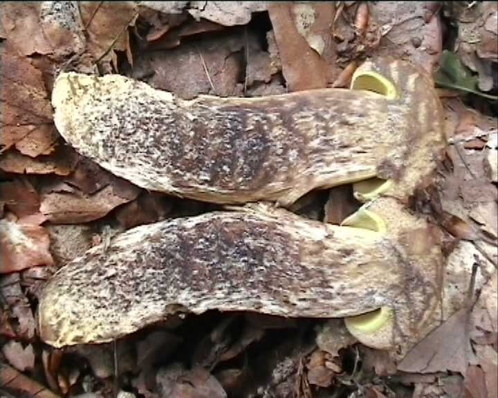 Leccinum crocipodium  (letellier)  Watling